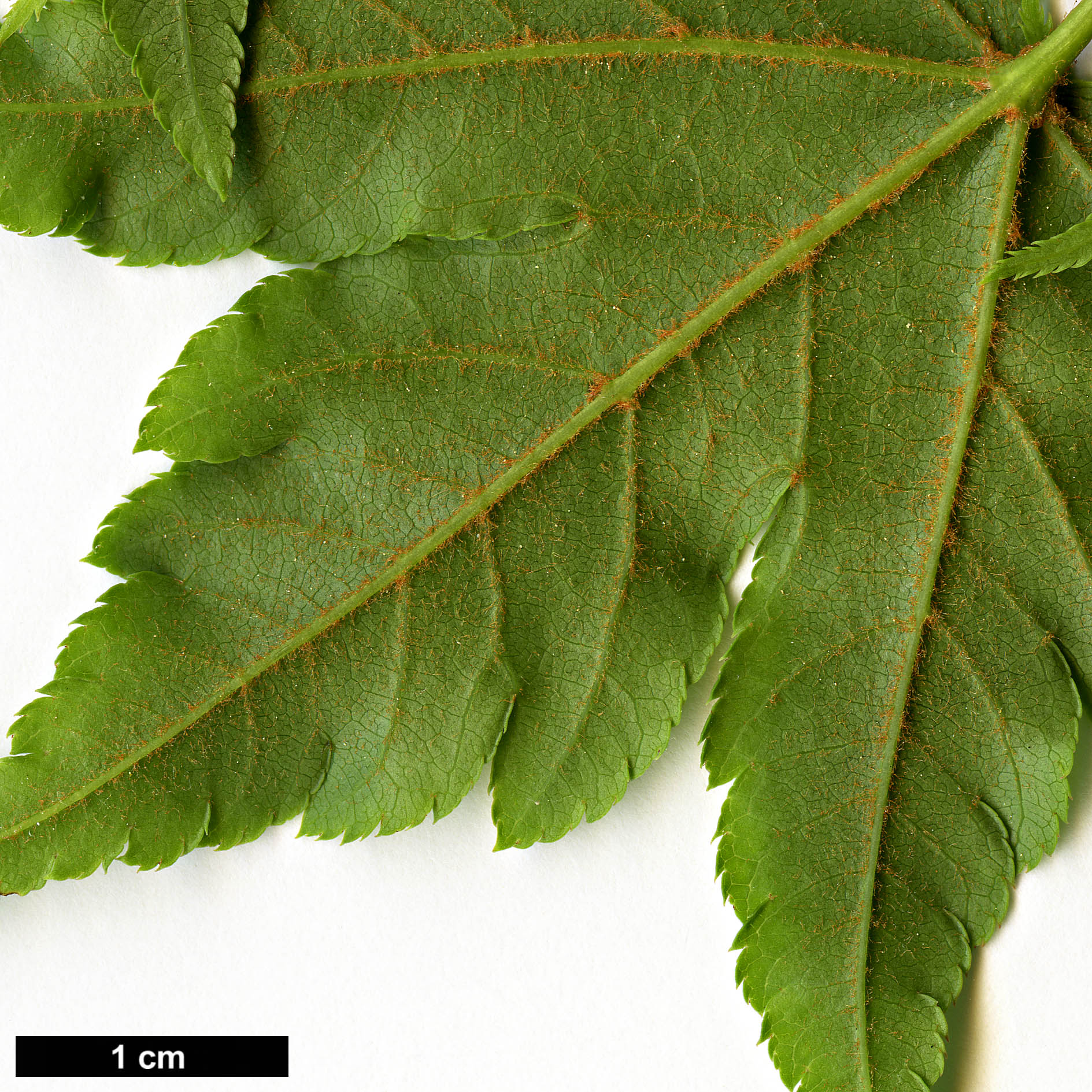 High resolution image: Family: Sapindaceae - Genus: Acer - Taxon: tschonoskii - SpeciesSub: var. australe